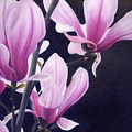 Magnolia Celebration II