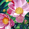 Posing Peonies
